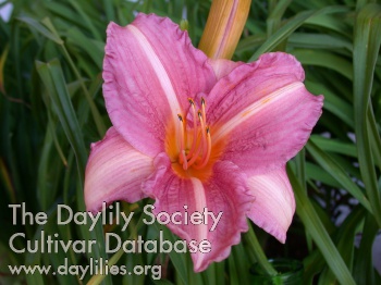 Daylily Evening Song
